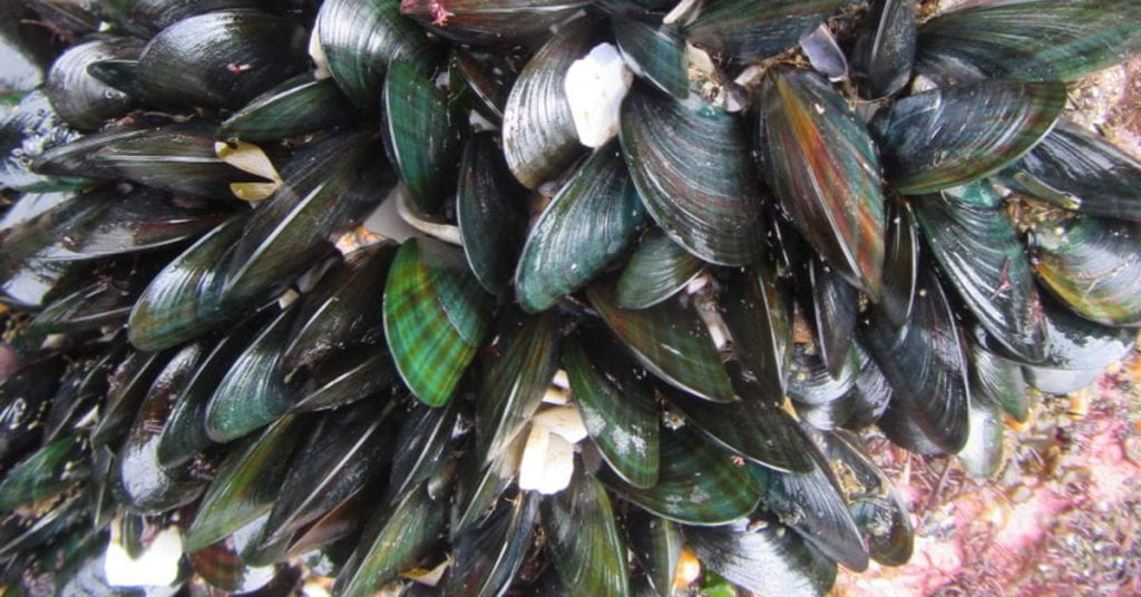 Green-lipped mussels attached to a rock
