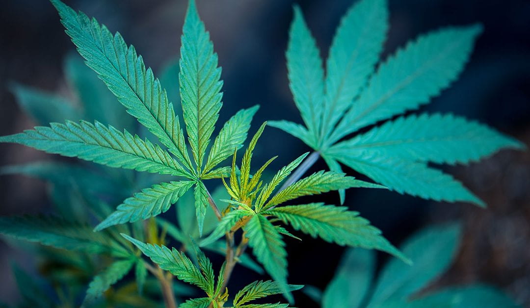 Weeding through the evidence on cannabis