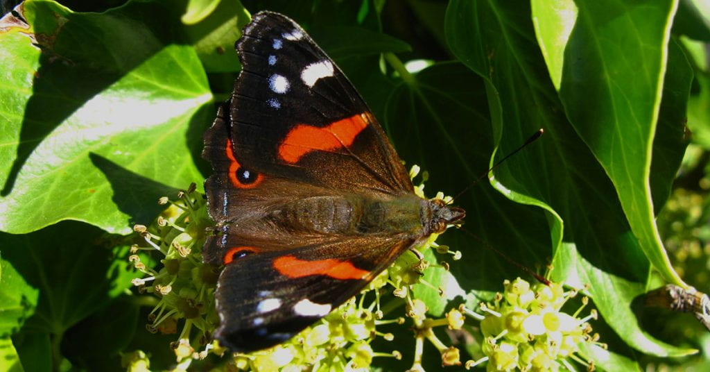 New Zealand red admiral butterfly (Vanessa gonerilla ssp. gonerilla)