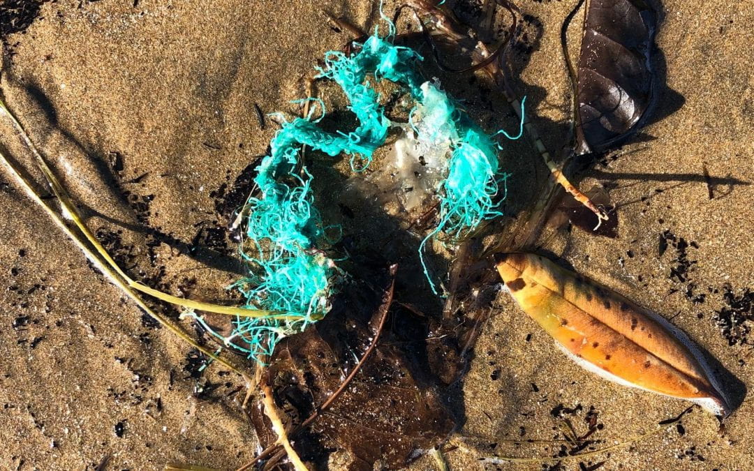 Plastics in the environment: the Royal Society Te Apārangi summarises the evidence