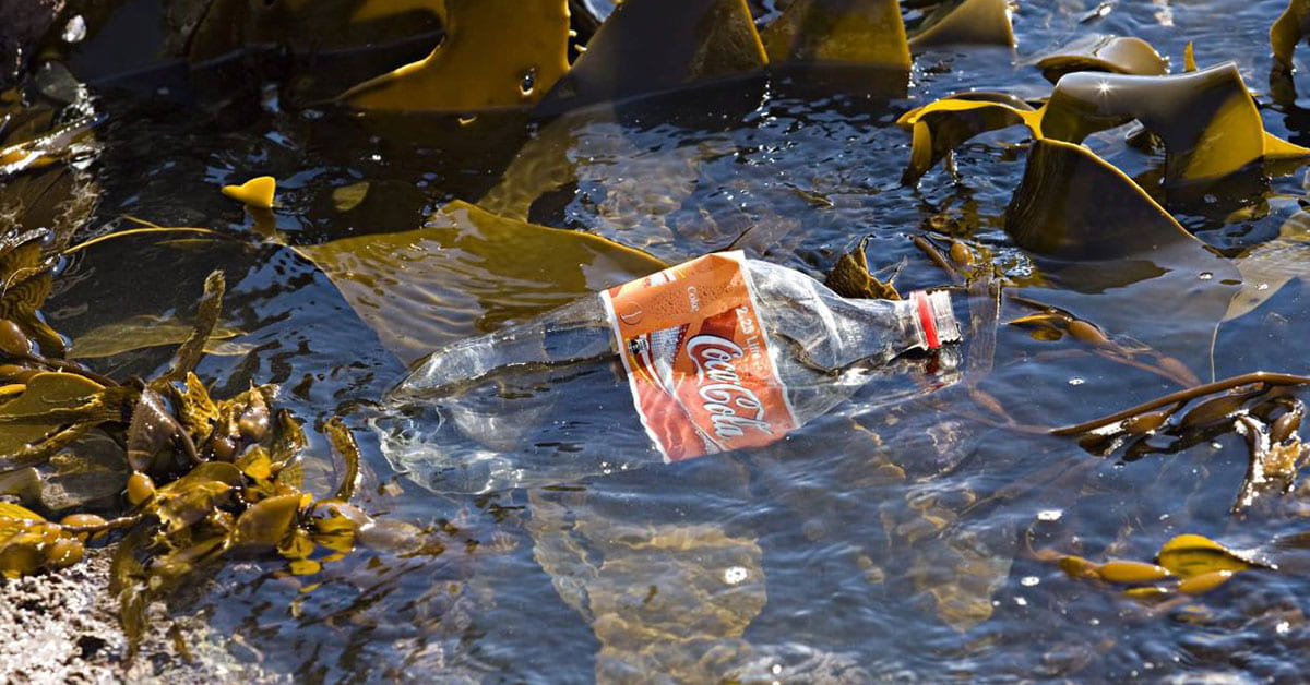 Coca cola bottle floating among kelp