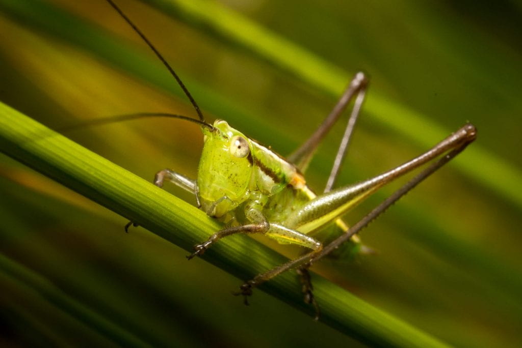 A grasshopper found near Arthurs Point, Queenstown. Credit: Jono Barnsley