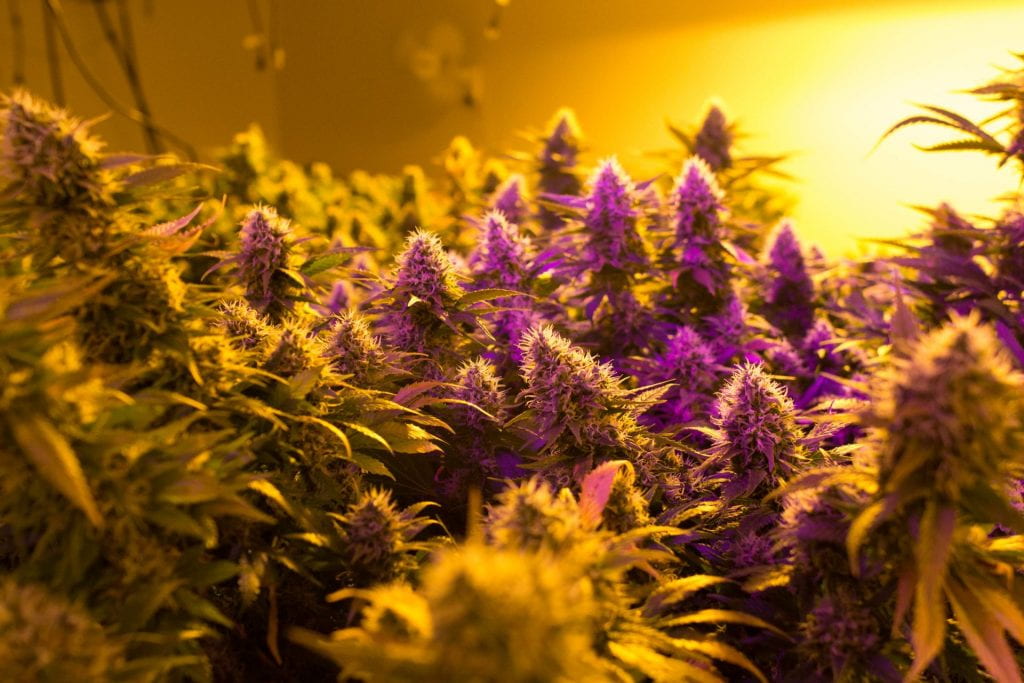 Cannabis growing indoors under yellow light