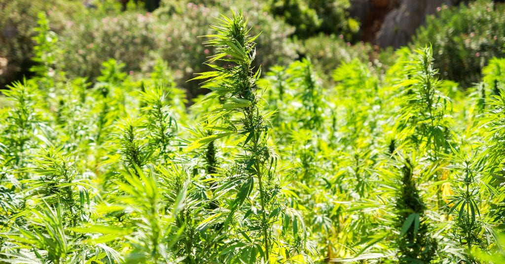 Cannabis growing in a field