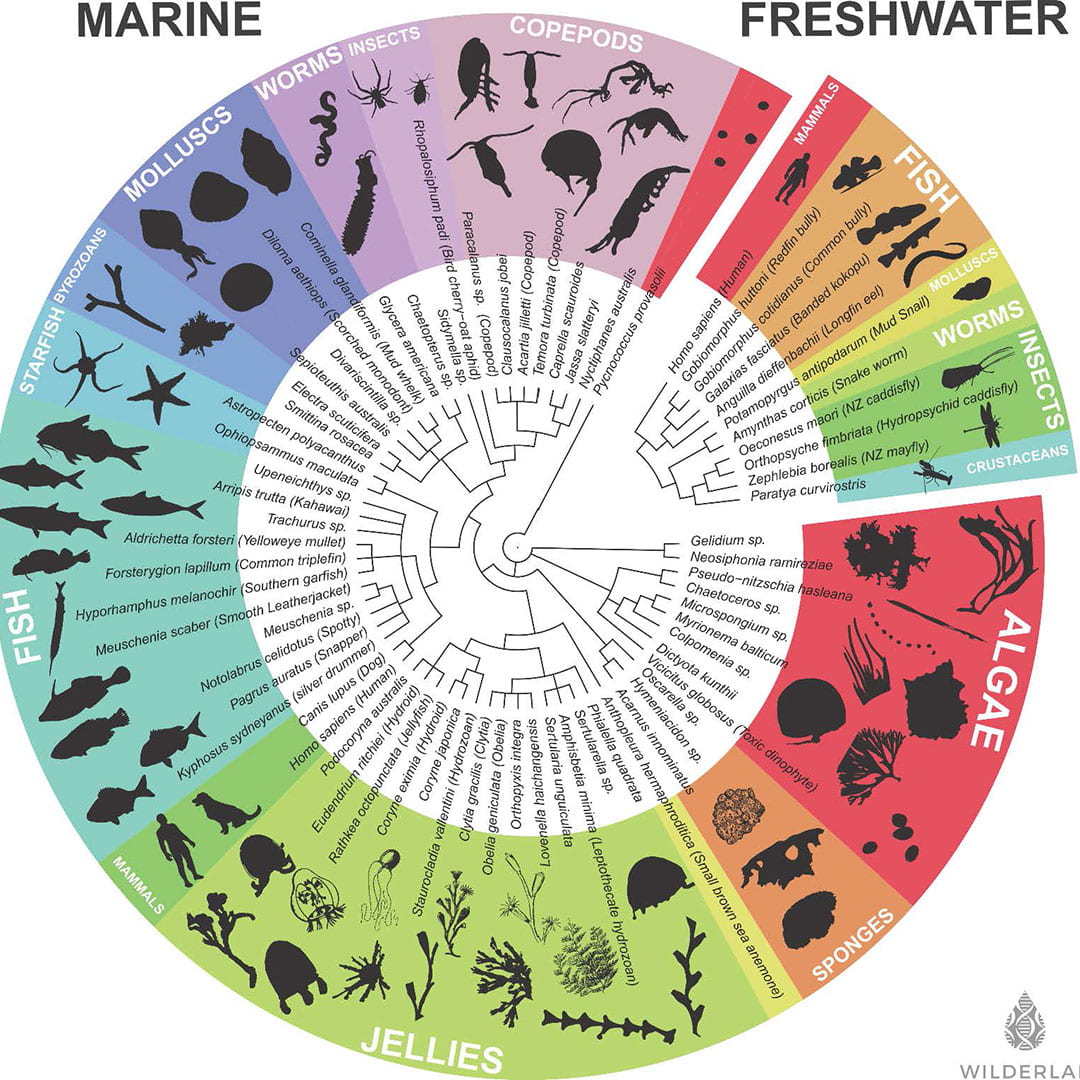 A tree of life showing a diversity of freshwater and marine organisms