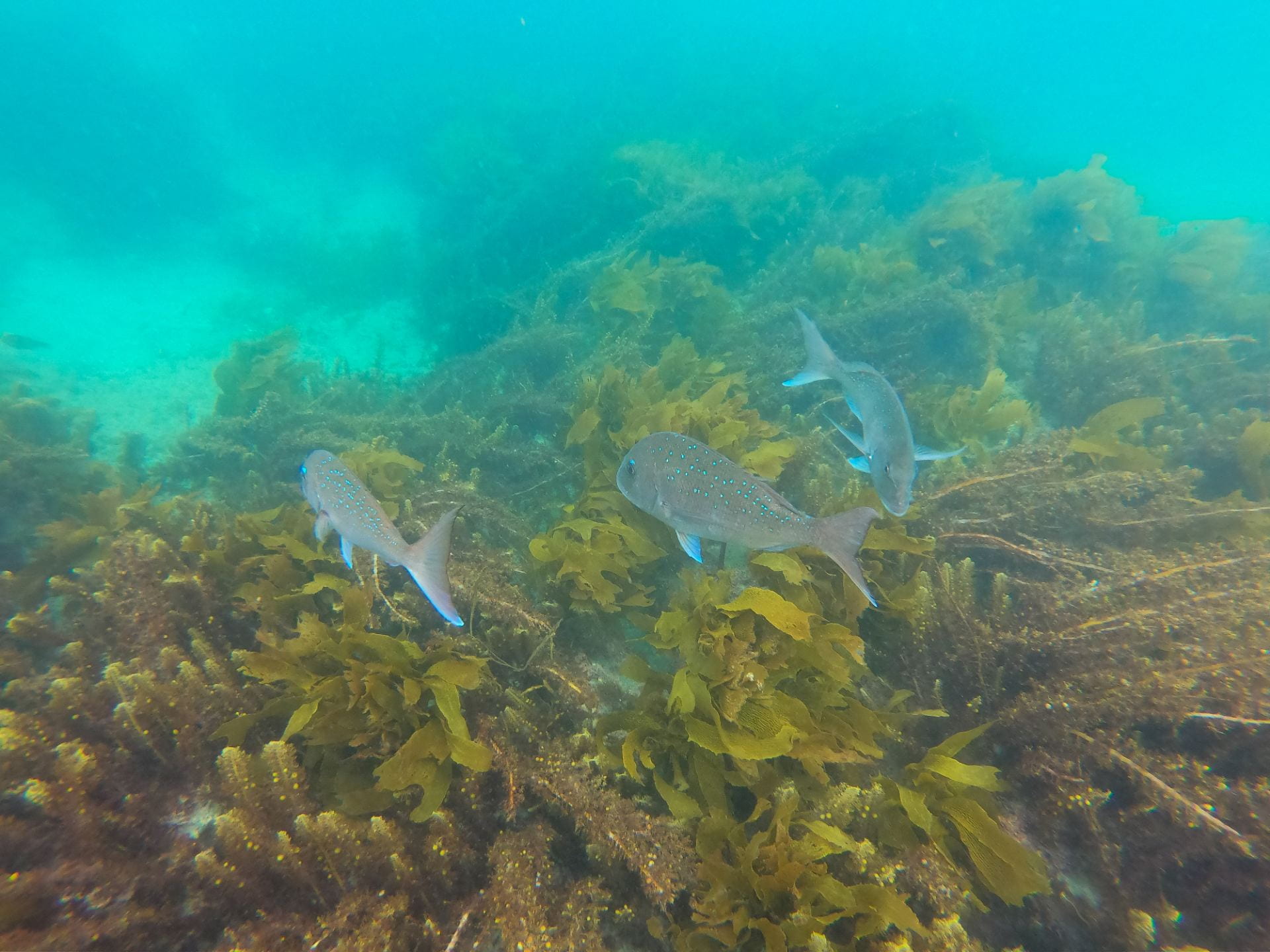 Snapper swimming through kelp forest at Cape Rodney-Okakari Point Marine Reserve.