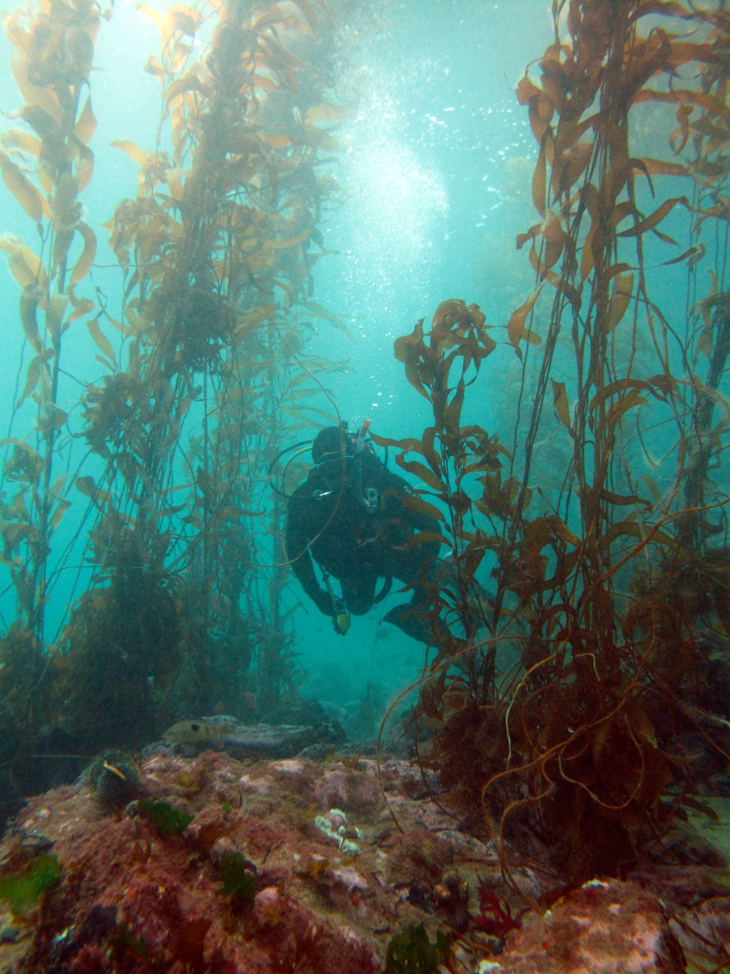 A SCUBA diver swims between tall fronds of kelp seaweed