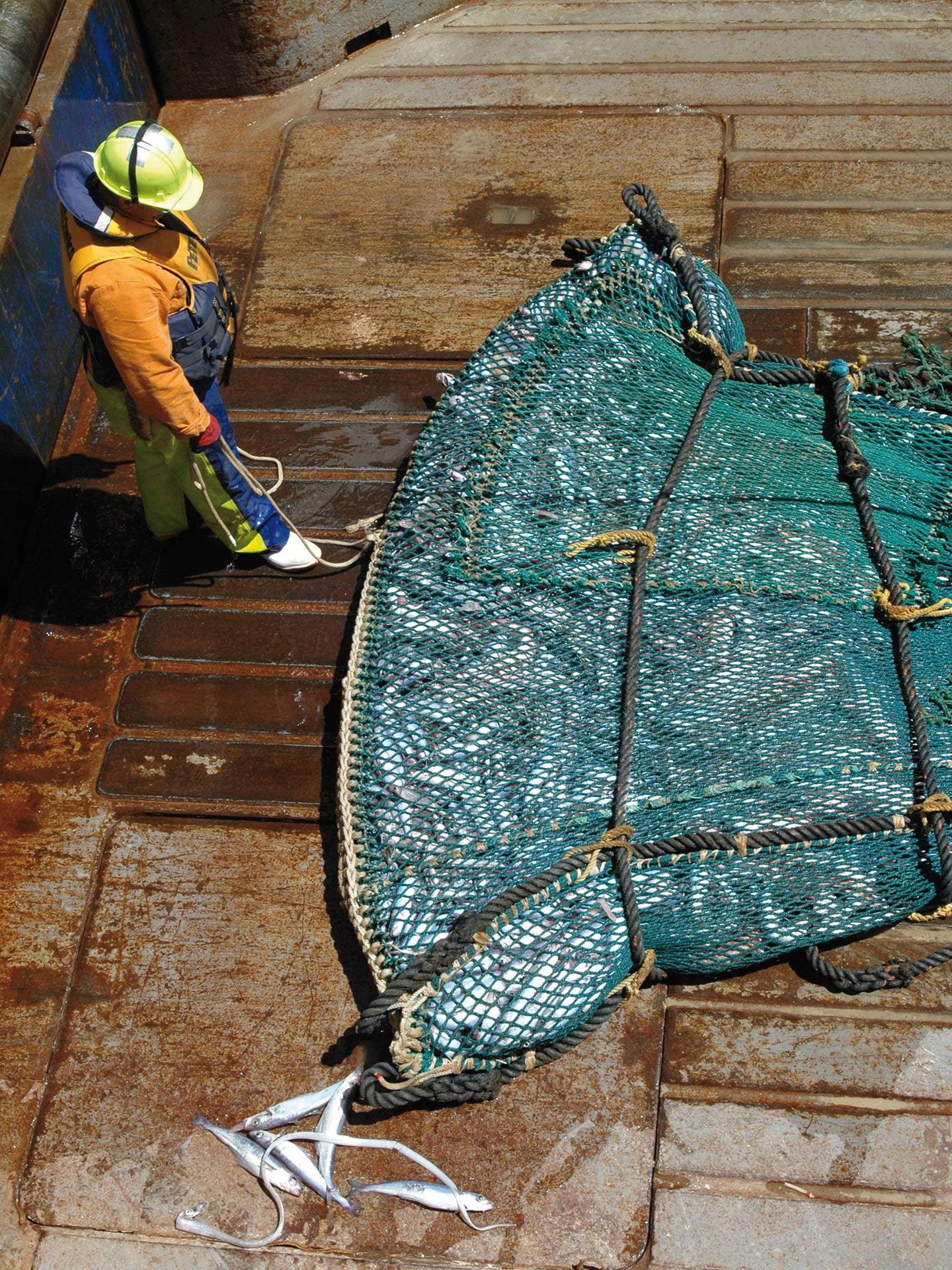A man stands on the deck of a fishing vessel looking down at a trawl net filled with silvery fish