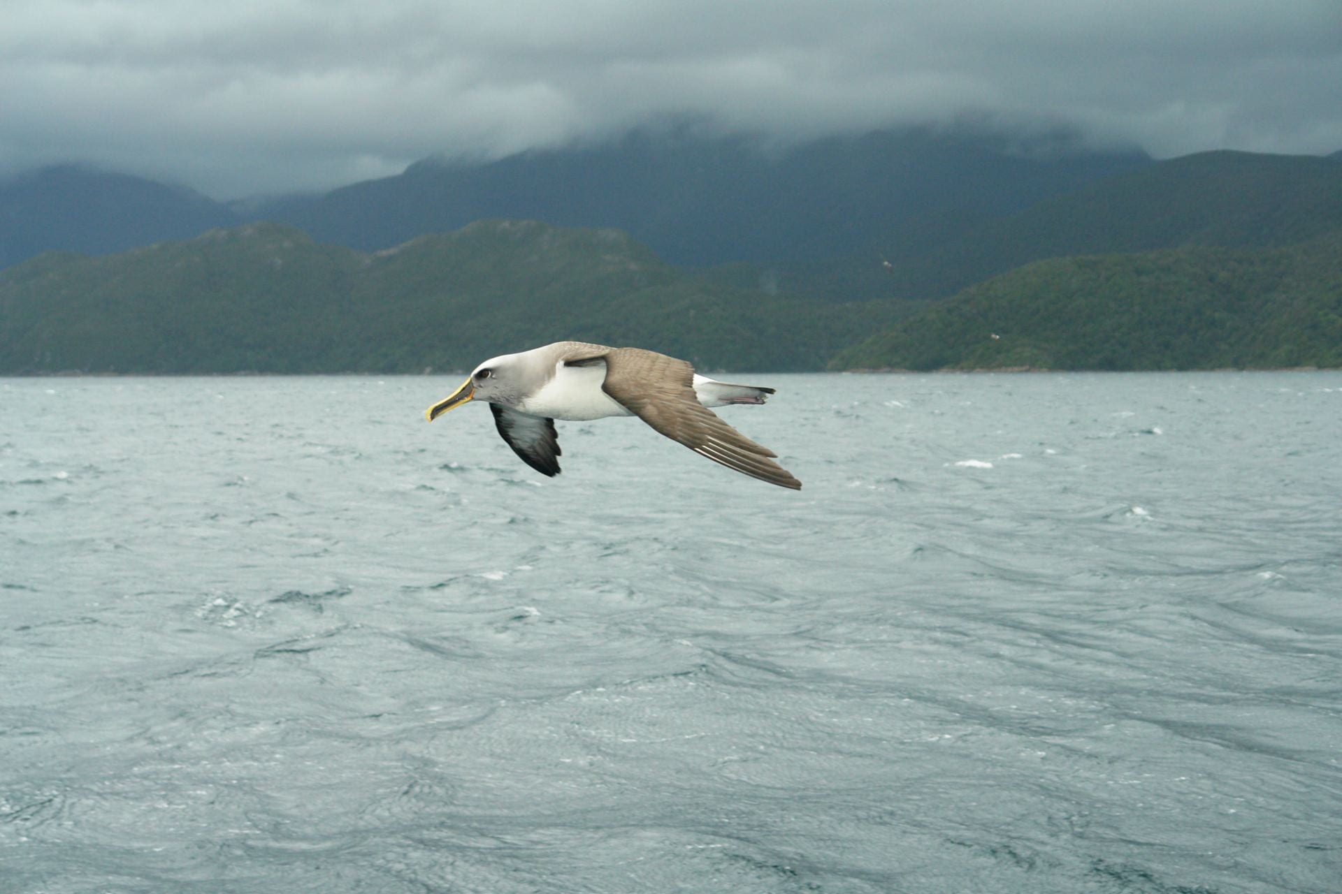 Albatross flying above the sea with bush-clad mountains and low cloud in the background