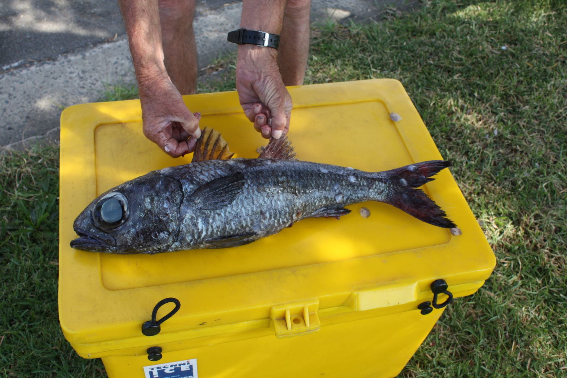 A black fish on a yellow plastic tub with a person's hands fanning out the fish's dorsal fin