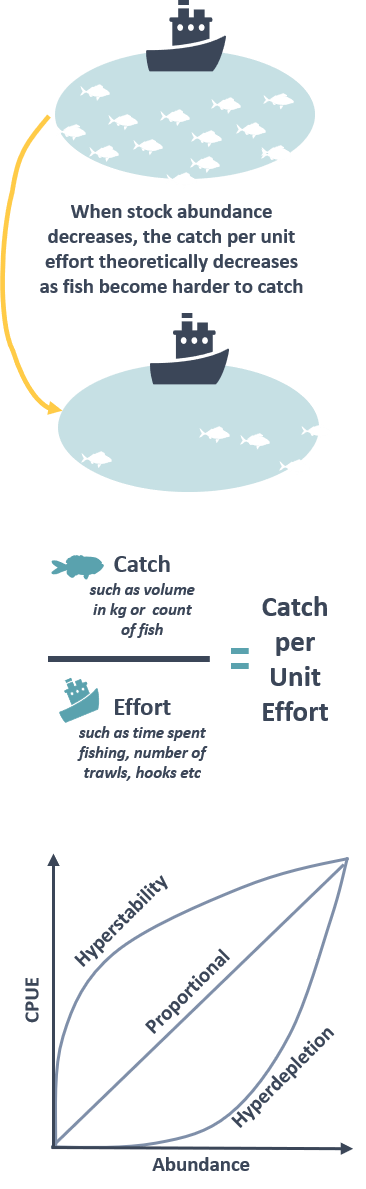 Simplified version of how catch per unit effort is calculated: When stock abundance decreases, the catch per unit effort theoretically decreases as fish become harder to catch. Also, a graph showing the relationship between CPUE and abundance - the assumption that CPUE is proportional to abundance is not always correct