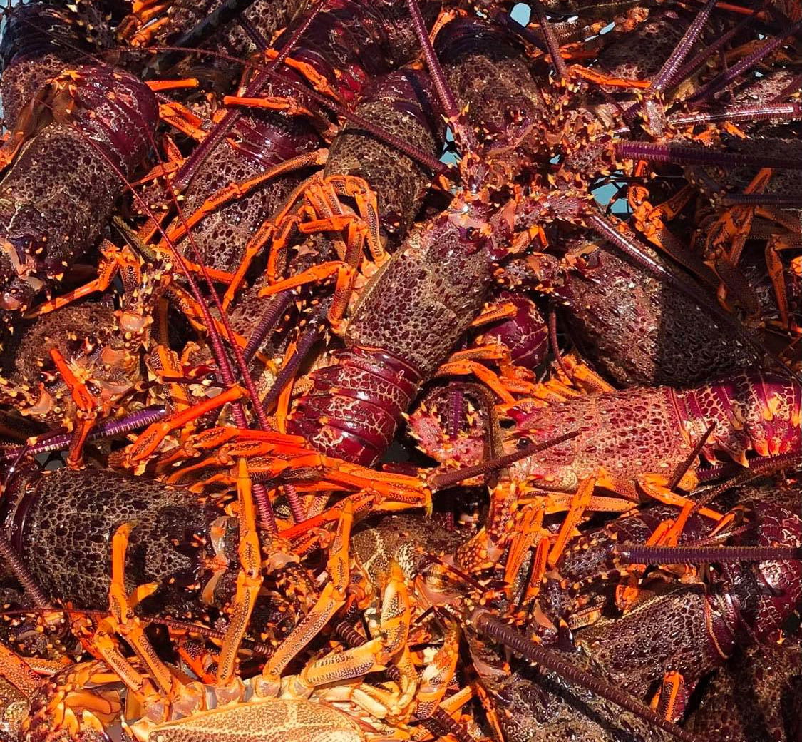 Rock lobsters inside a crayfish pot on Rēkohu Wharekauri the Chatham Islands