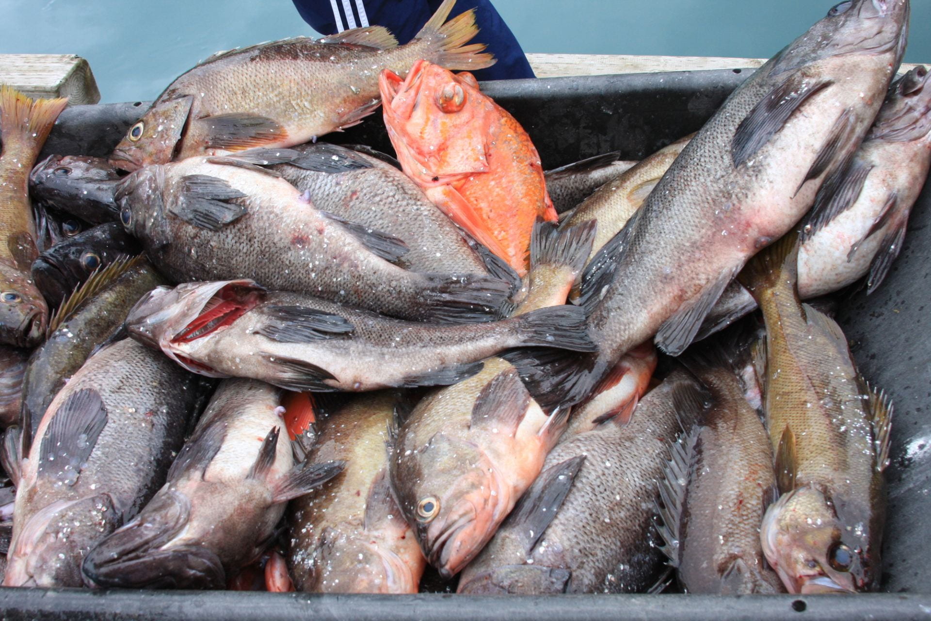 Just-caught silvery-brown fish on the dock in Seward, Alaska