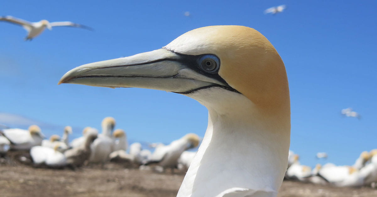 Close up of gannet with colony in background