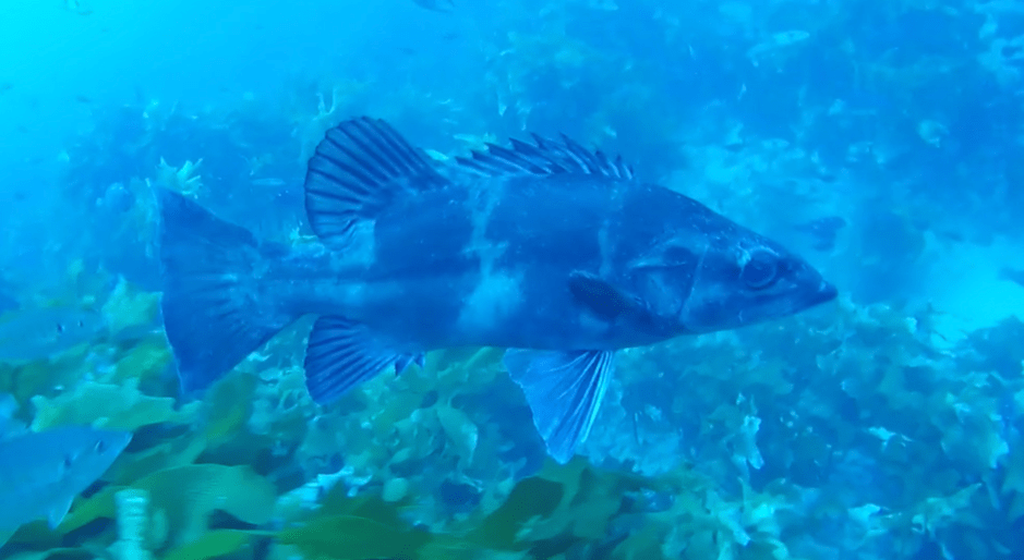 A juvenile hapuku above kelp forest underwater