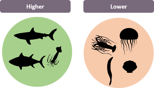 Diagram showing species with a high marine trophic index (e.g. sharks, tuna, squids) vs a lower marine trophic index (e.g. jellyfish, seaweed, shellfish)