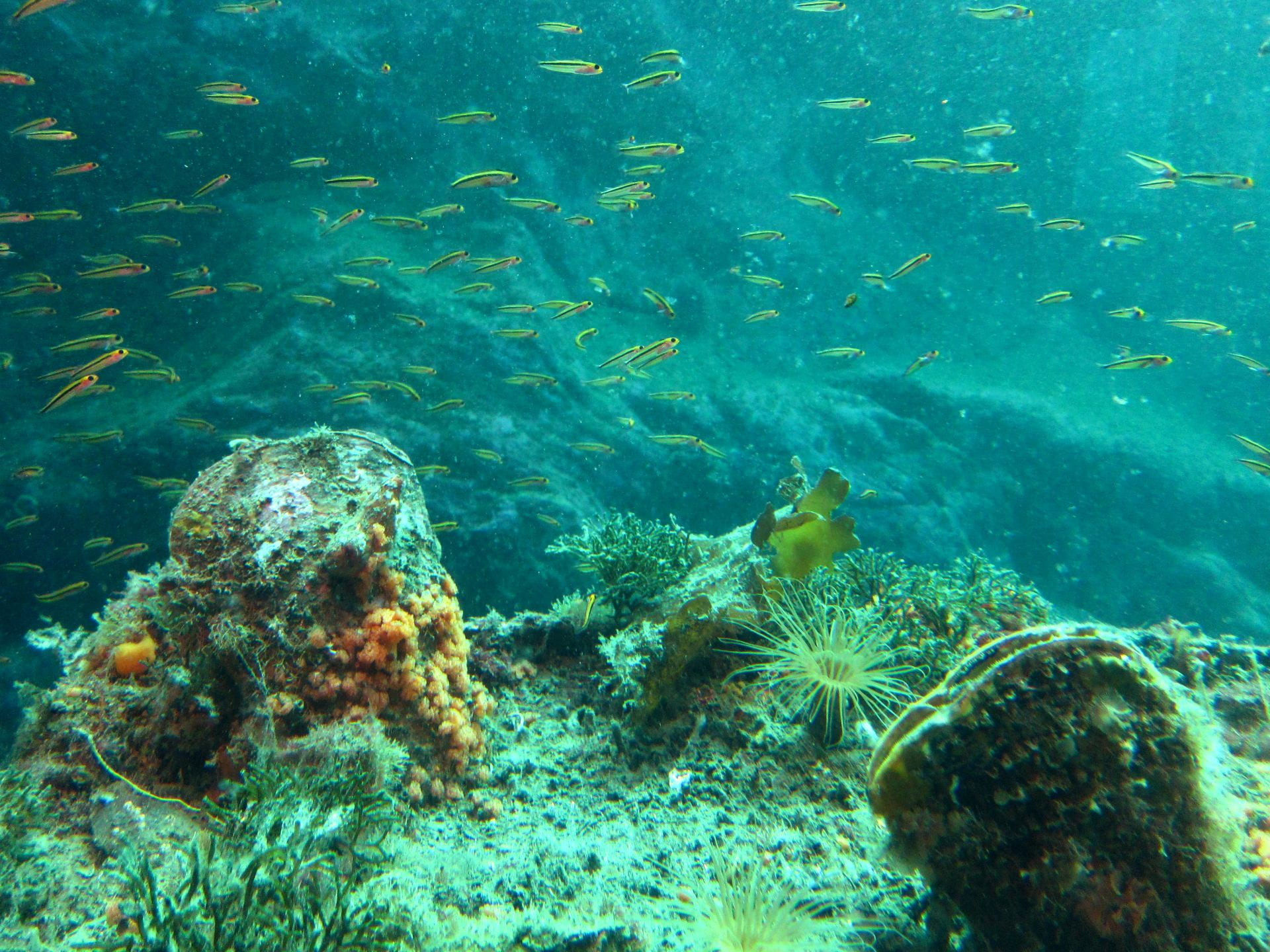 An underwater scene with a school of bright fish above rocks encrusted with orange anemones