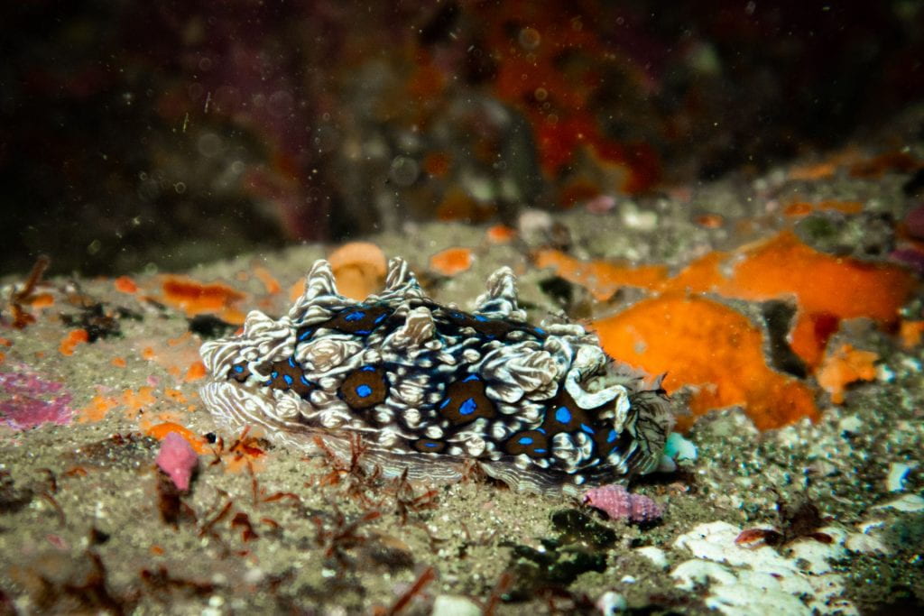 A white and brown sea slug with bright blue spots, sitting on a rock encrusted with orange sponges