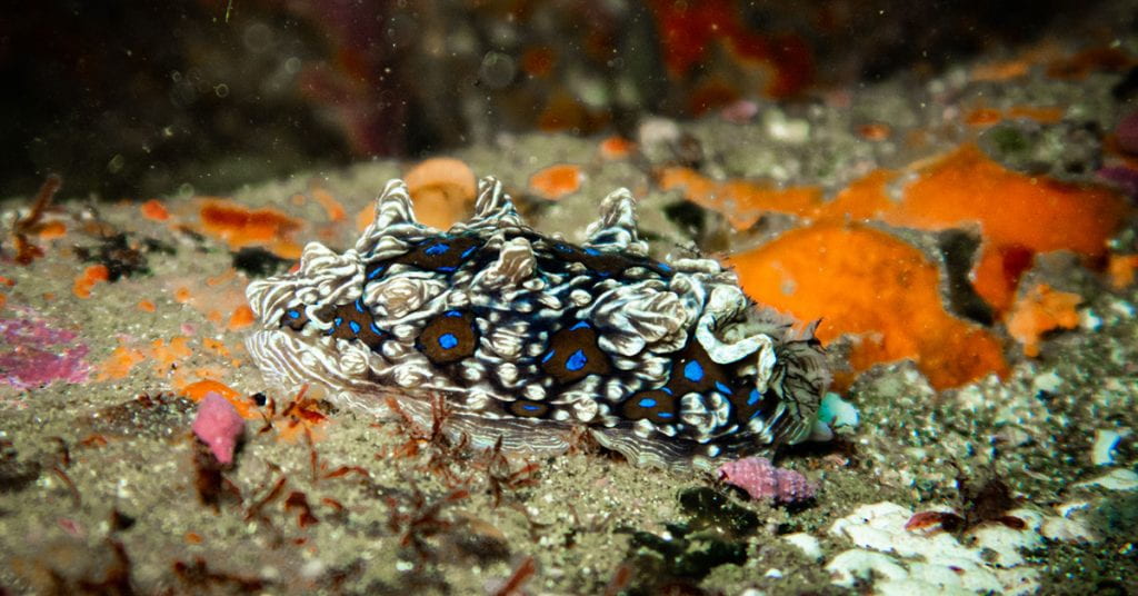 A brown and white sea slug with bright blue spots sits on a rock encrusted with orange sponges