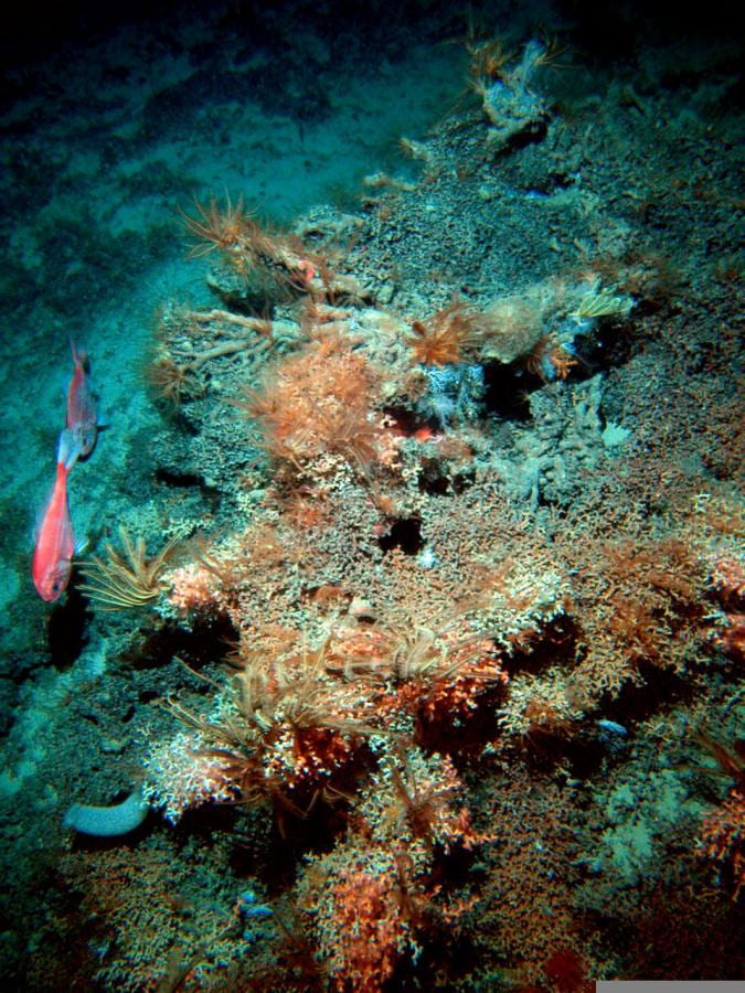 Two bright orange-red coloured orange roughy viewed from above as they swim to the left of a rocky mound encrusted with sponges and anemones