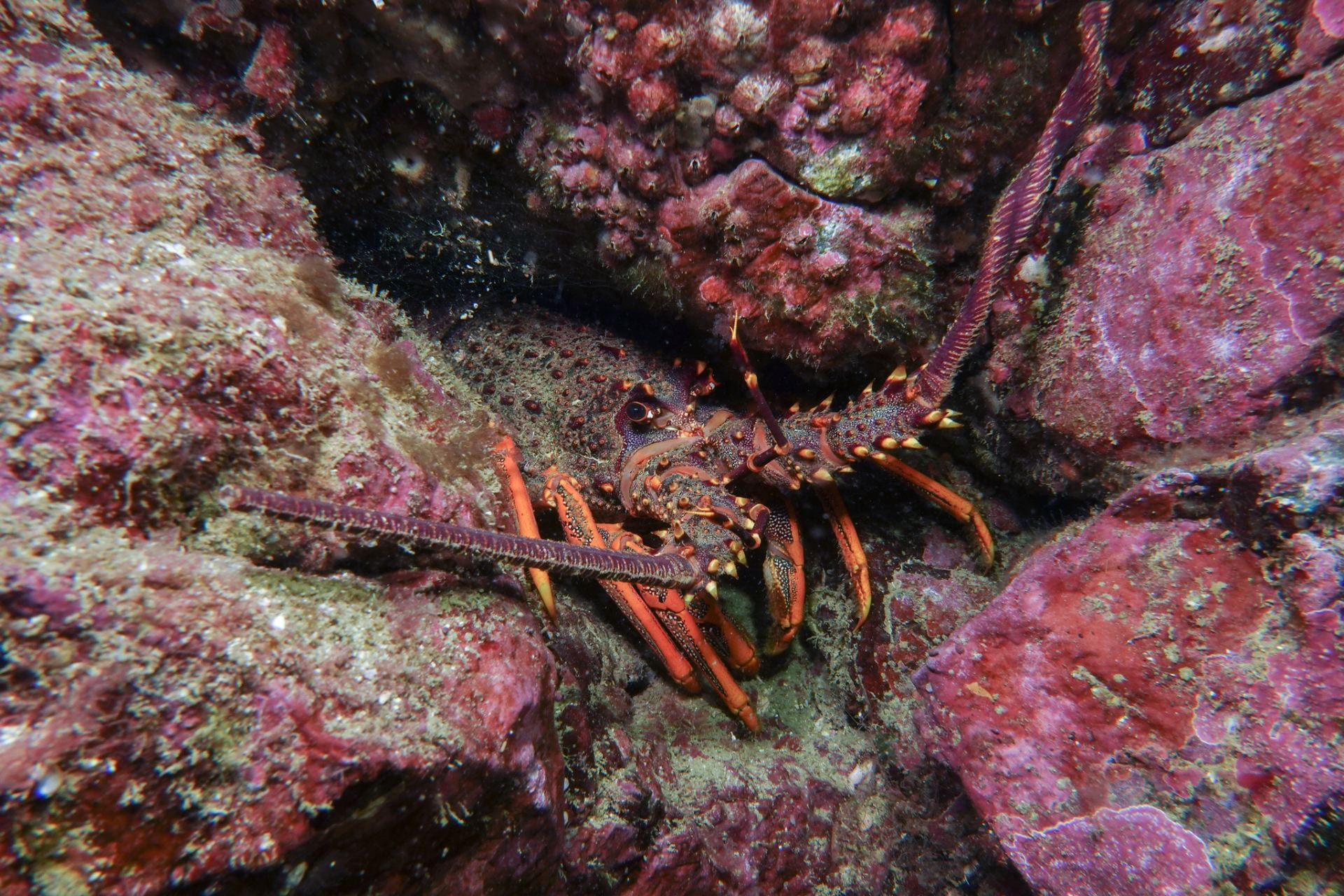 A rock lobster hiding in a rock crevice. The rocks are pink and covered with algae