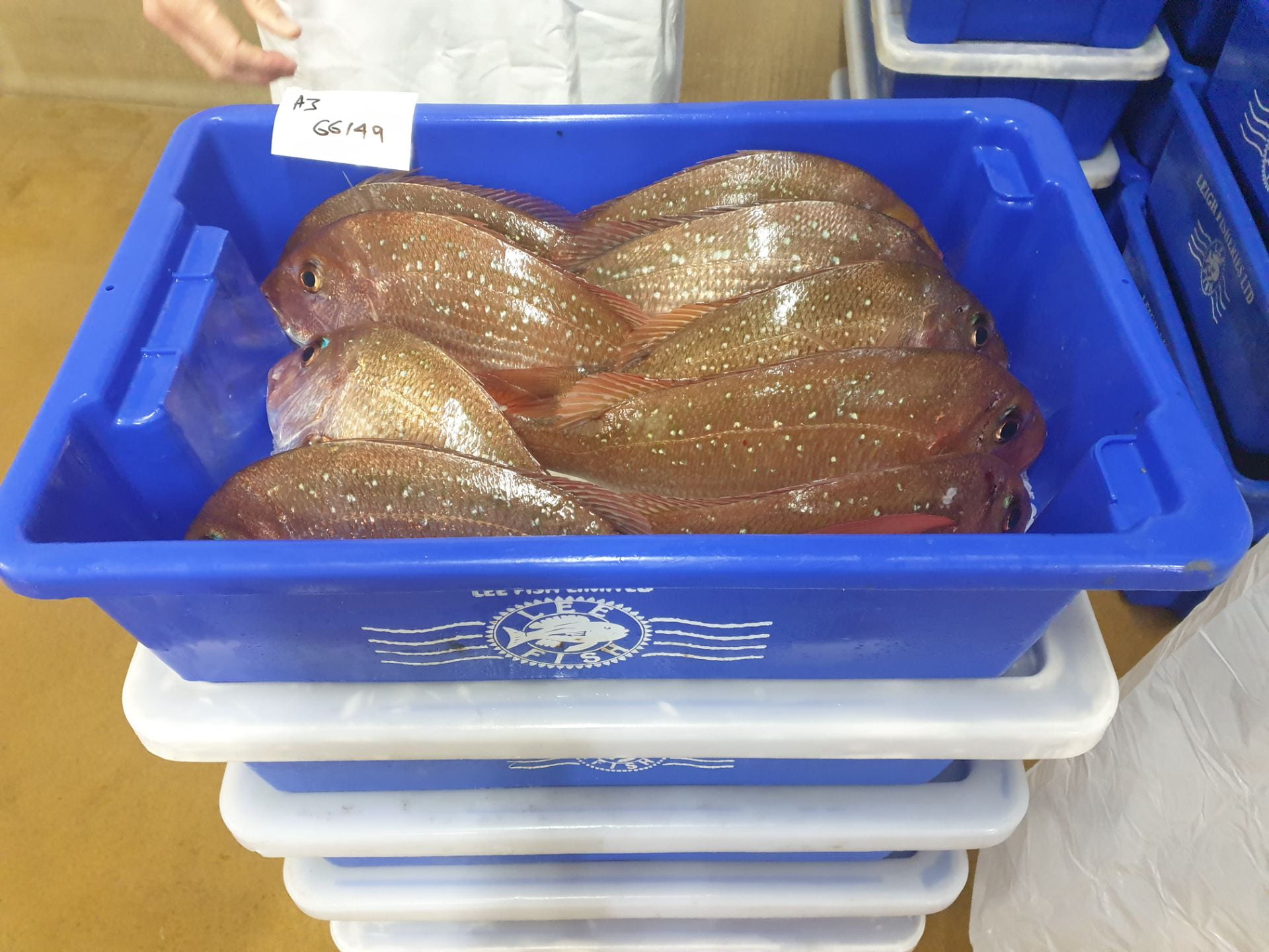 Freshly caught snapper in a blue plastic box at Lee Fish north of Auckland