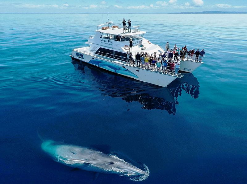 A Bryde's whale surfaces next to a whale watching boat in Tīkapa Moana the Hauraki Gulf