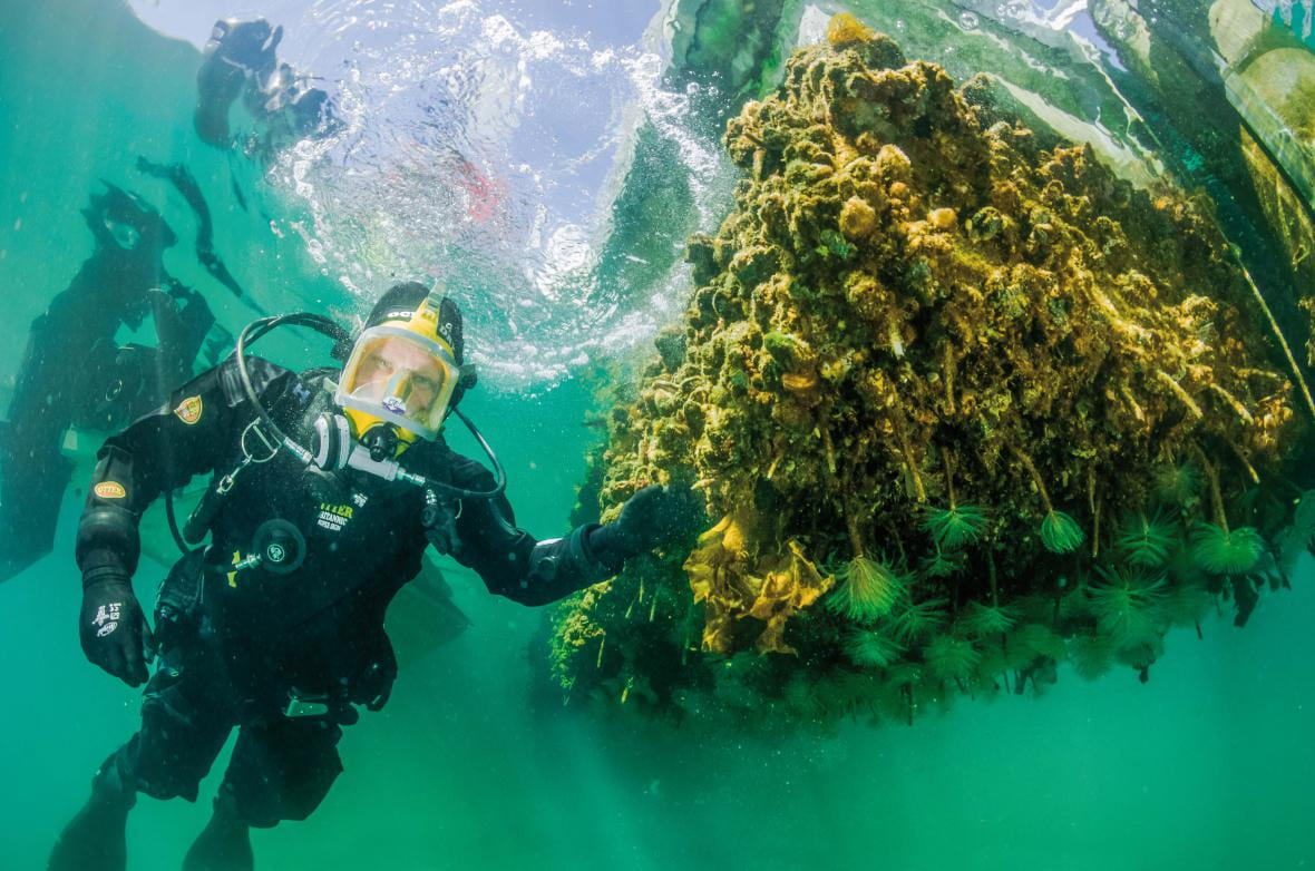 A biosecurity diver checks the bottom of a jetty for invasive species