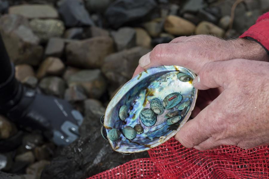 A person's hand holding a pāua shell which contains juvenile pāua attached to the iridescent inside of the shell