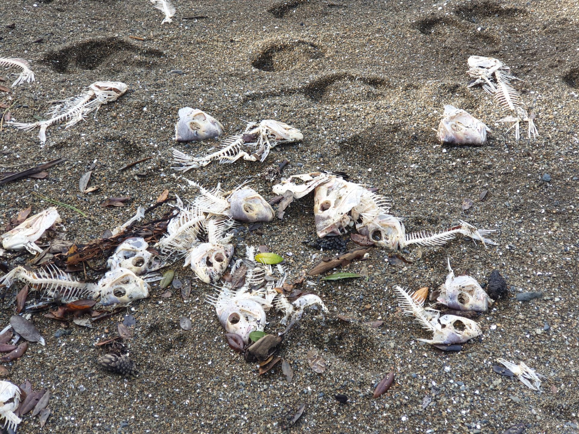 Fish heads and skeletons discarded on sand