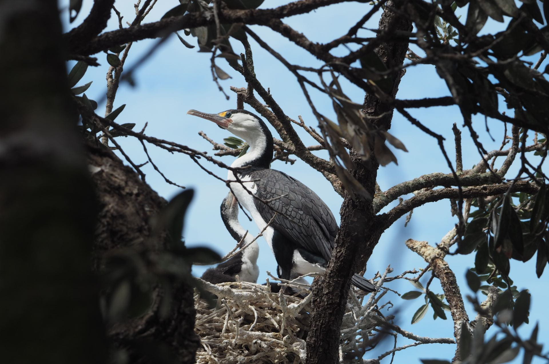 Pied shag parents and chick in a nest, viewed between branches