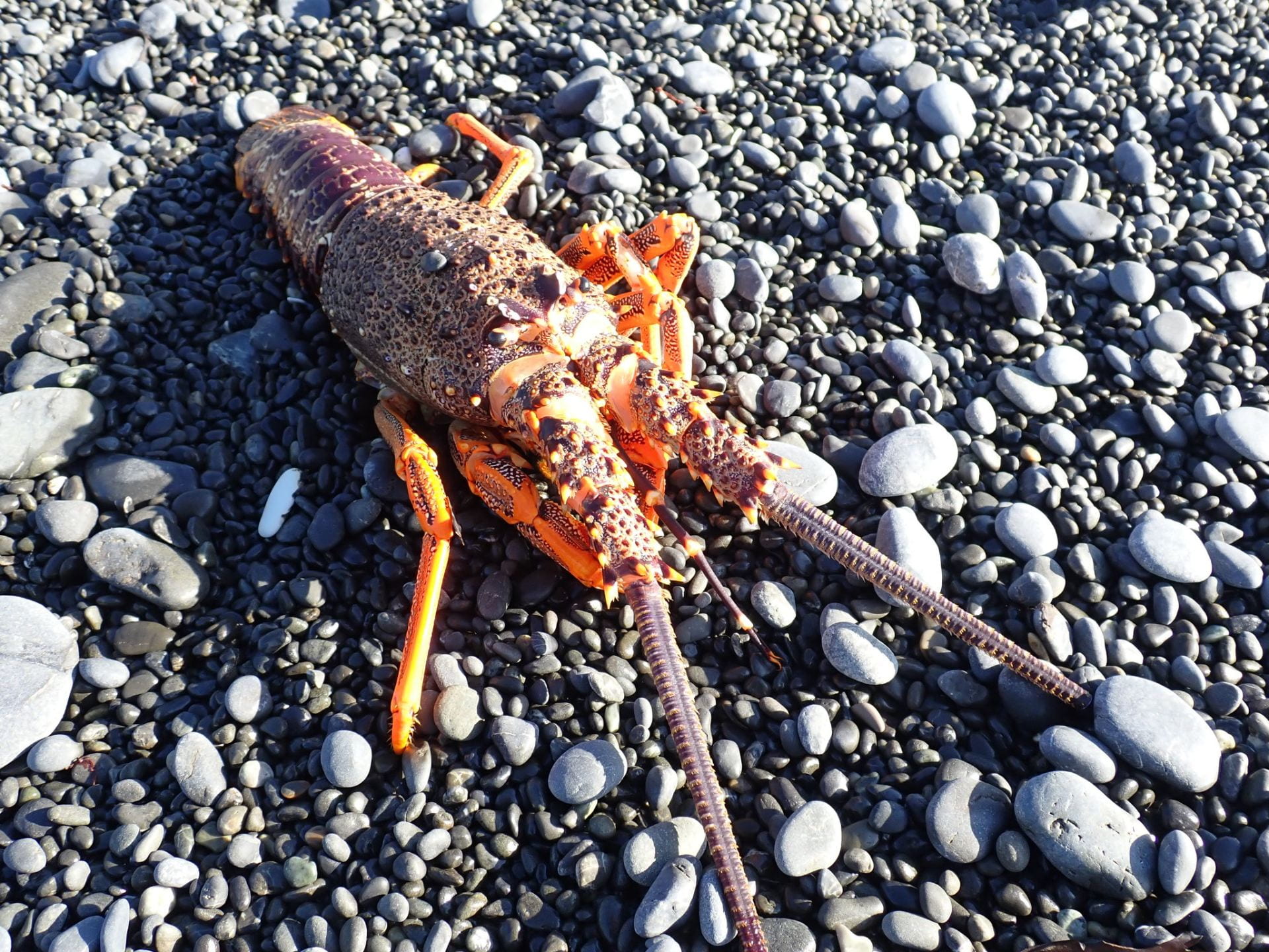 A crayfish on gravel.