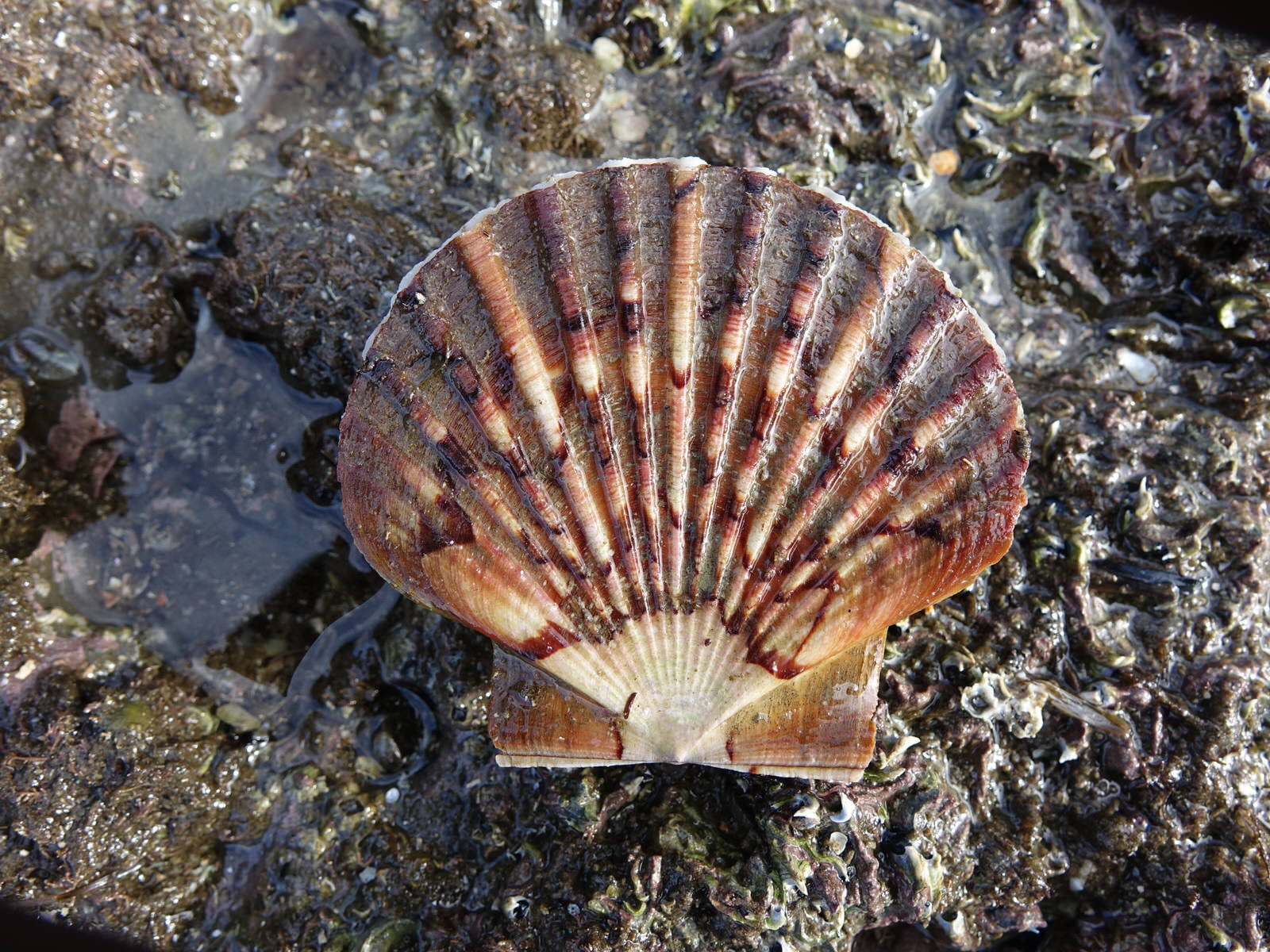 New Zealand scallop shell on a rock