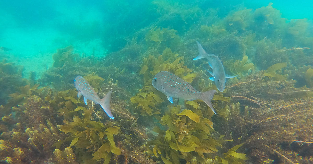 Snapper swimming through kelp at Goat Island Marine Reserve