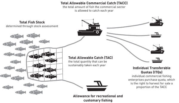 Schematic showing how catch is allocated by Fisheries New Zealand