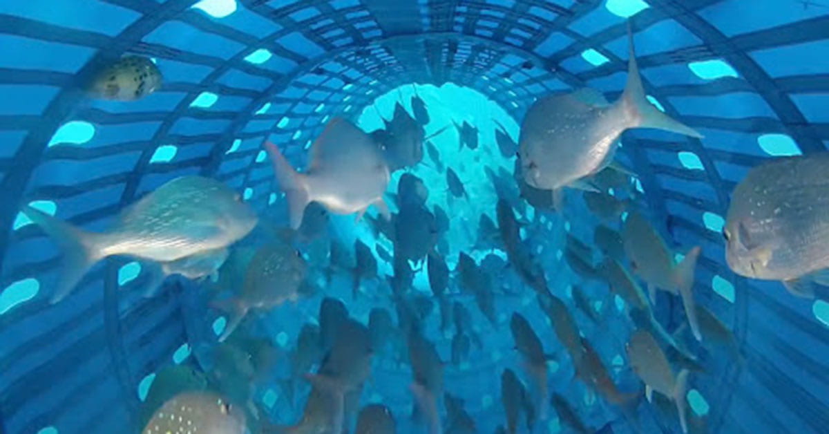 Image of fish swimming inside the tiaki precision seafood harvester net underwater