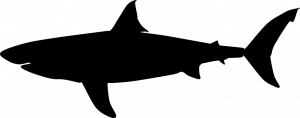 Silhouette of a great white shark