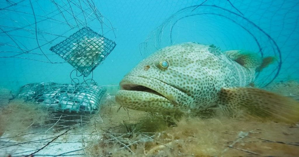A large brown and white spotty fish with its mouth hanging open swims up to a baited trap