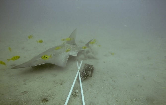 A cartilaginous fish (shark/ray-like) swims along a sandy bottom past a baited video station, surrounded by small yellow and black striped fish