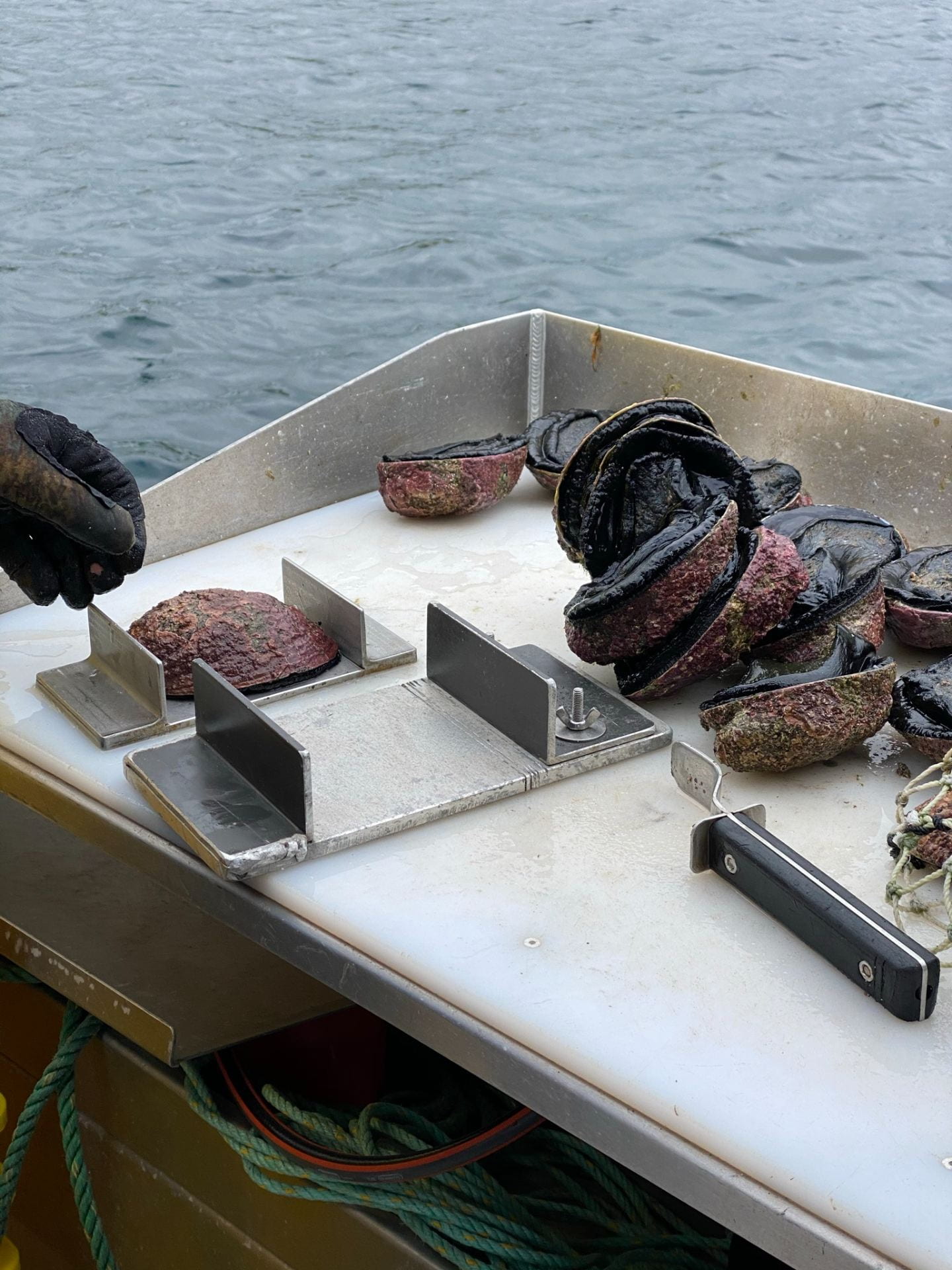 Pāua on a white bench on a boat, with one pāua inside a measuring device to check it is legal size