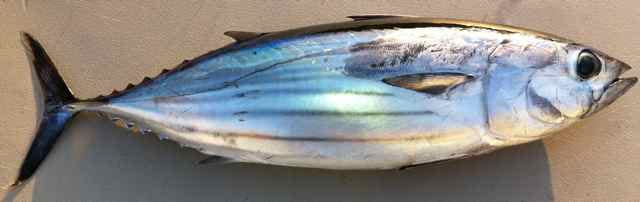 Skipjack tuna lying on its side