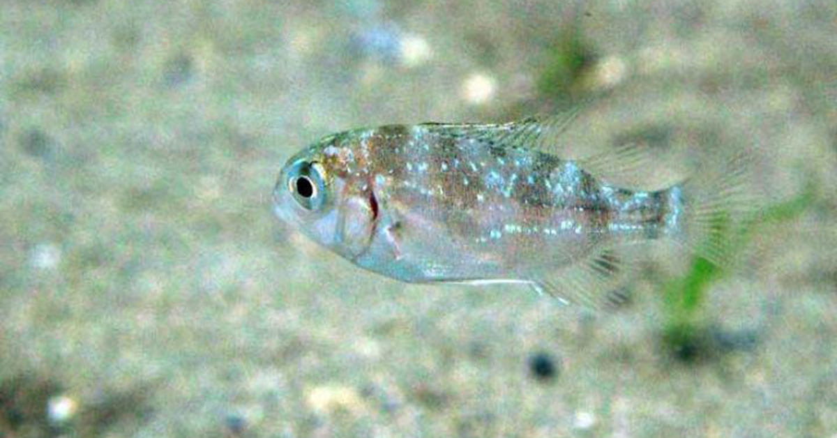 Baby snapper swimming above a sandy seafloor