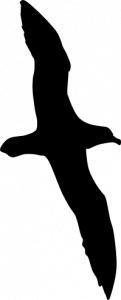 silhouette of a black petrel