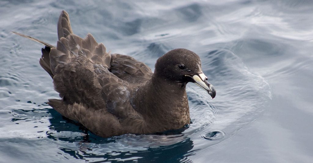 A black petrel sitting on the water