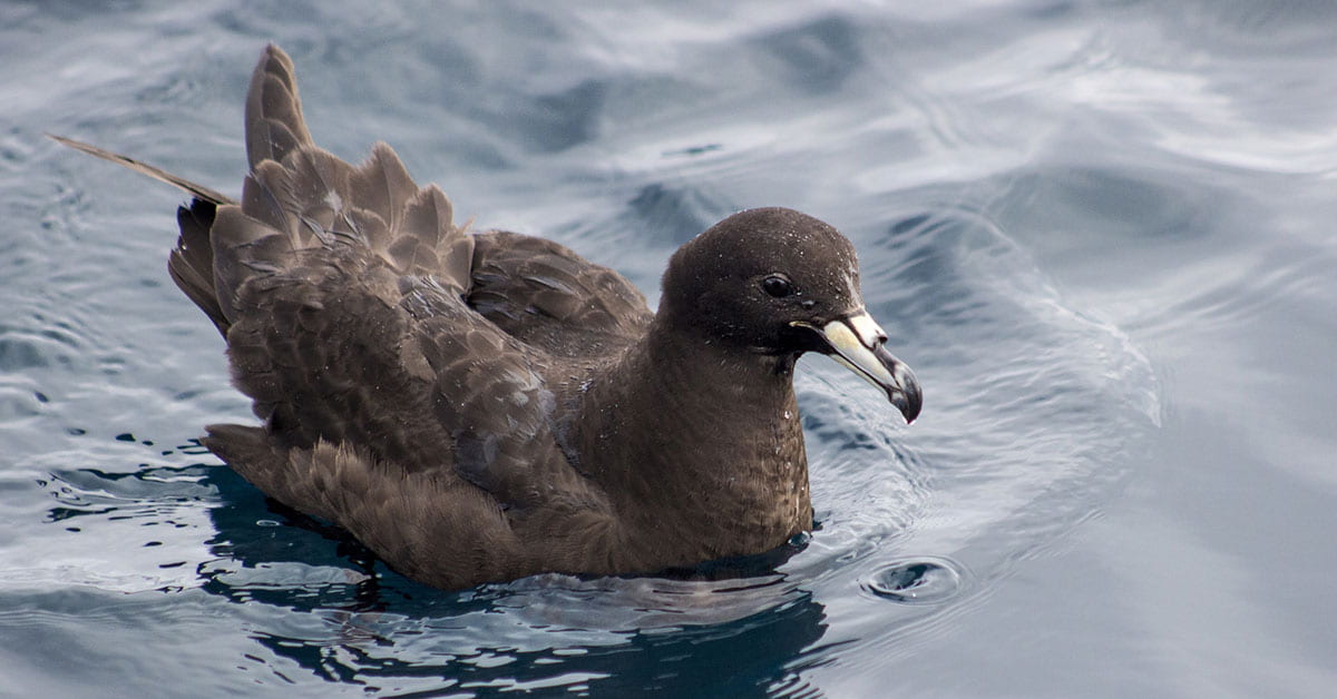 Black petrel sitting on the water