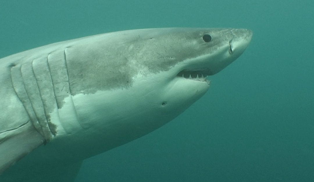 Managing great white shark conservation through eDNA