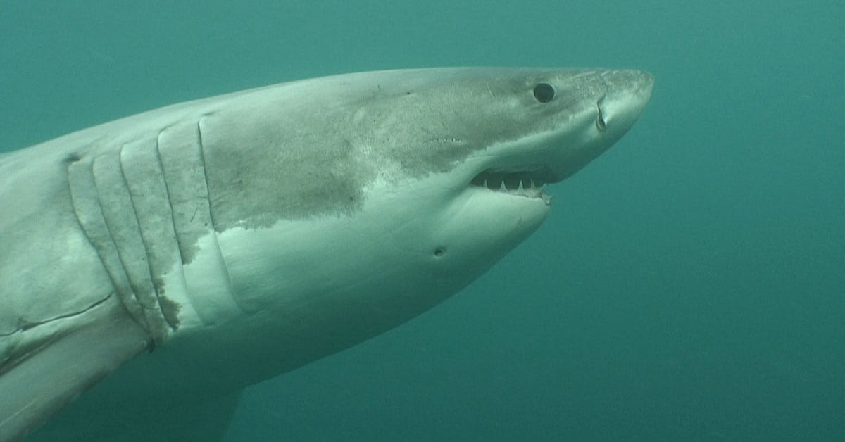 Great white shark side on the camera in greenish water, visible from snout to pectoral fin