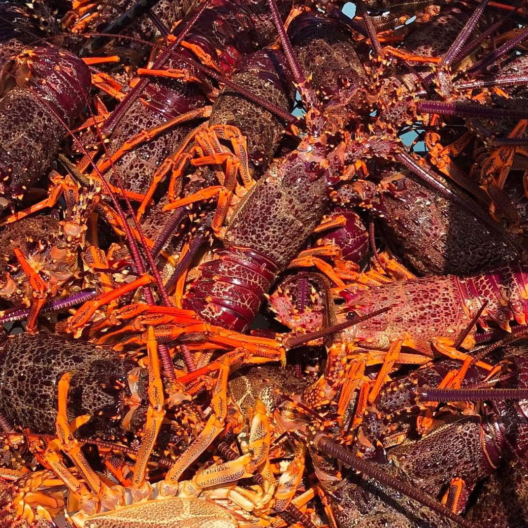 Close up of crayfish