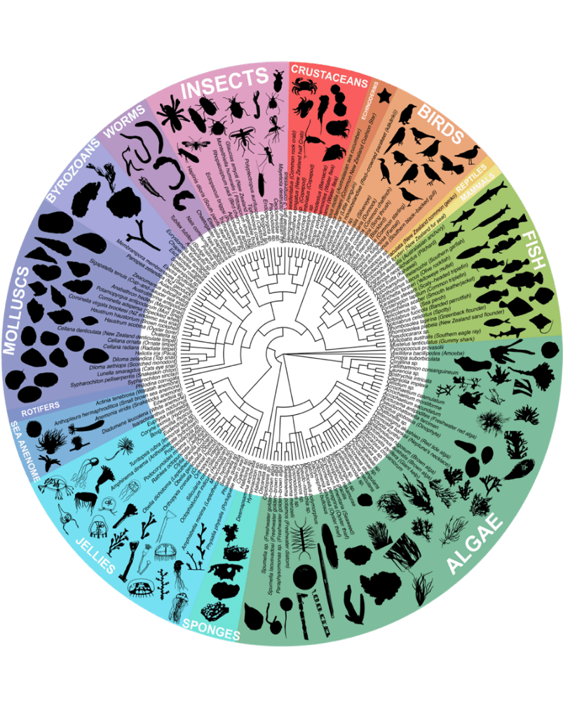 A circular tree of life depicting all the different organisms detected via eDNA metabarcoding in Pōneke Wellington Harbour