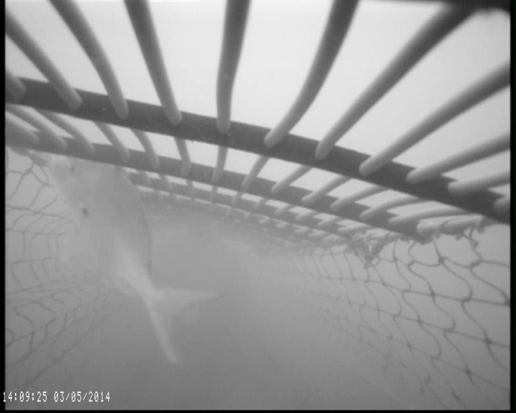 A grayscale screengrab from an in-trawl camera showing a snapper attempting to escape through a novel escape panel.